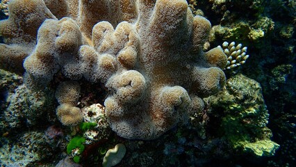Colorful coral formations are seen thriving in clear water, surrounded by various marine species. This underwater ecosystem flourishes in a tropical location, showcasing natural beauty