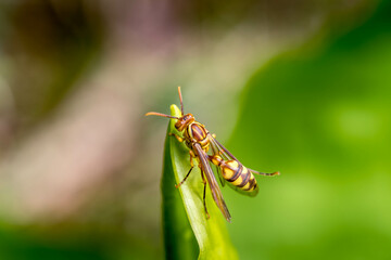 早春の水芭蕉の葉にとまる羽化したてのアシナガバチ