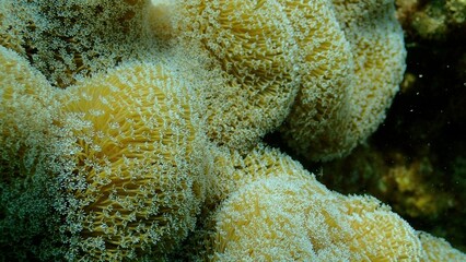 A vibrant coral reef showcases clusters of yellow coral polyps interspersed with other marine organisms, illustrating the rich biodiversity beneath the ocean's surface