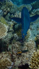 Brightly colored fish swim gracefully around a coral reef, showcasing vibrant marine life and a rich underwater environment filled with diverse corals and sea creatures
