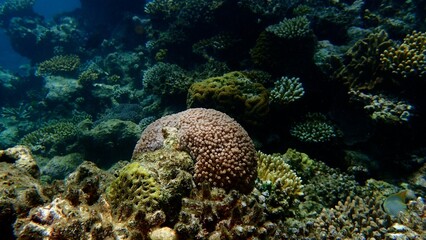 Colorful corals flourish in a serene underwater setting, highlighting rich biodiversity. Sunlight filters through, illuminating the unique formations and habitats