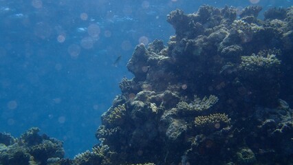 Colorful coral formations rise from the ocean floor, showcasing diverse marine life. Bright sunlight filters through the water, illuminating the underwater landscape