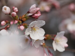 春の花　桜　ソメイヨシノ