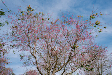 a cherry blossom tree in full bloom against a bright blue sky in Da Lat, Vietnam. The delicate pink flowers and fresh green leaves create a beautiful contrast with the branches.