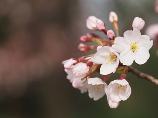 春の花　桜　ソメイヨシノ