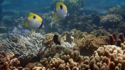 Two butterflies fish glide gracefully over a lively coral reef filled with various shapes and colors, illuminated by sunlight filtering through clear water