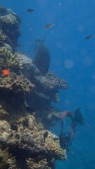 A colorful array of fish swims among coral formations in clear blue water. Sunlight filters through the surface, illuminating the diverse marine ecosystem teeming with life