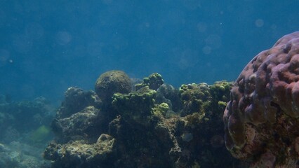 Beneath the surface, an array of colorful corals and marine life thrive in clear blue waters, creating a stunning underwater ecosystem during sunny midday