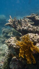 Exploring the underwater world, a rich coral reef displays an array of yellow and orange corals among rocky structures in sunlit waters, creating a serene aquatic habitat