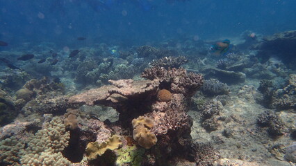 Crystal clear waters reveal a stunning coral reef, rich with marine life. Colorful fish swim among intricate coral formations, showcasing nature's beauty beneath the surface