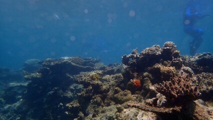 Snorkelers explore stunning coral formations and marine life in a vibrant tropical ocean. Sunlight filters through the water, illuminating the underwater world
