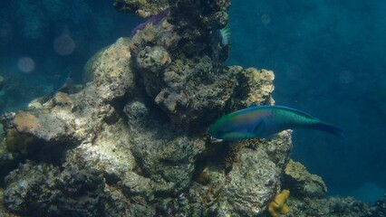 Obraz premium A colorful fish glides gracefully past a coral formation, showcasing its vivid hues. Surrounding corals create a stunning underwater landscape under bright sunlight