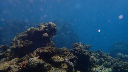 Beneath the surface, a colorful coral reef is visible, showcasing a diverse ecosystem filled with marine life, illuminated by sunlight filtering through the water