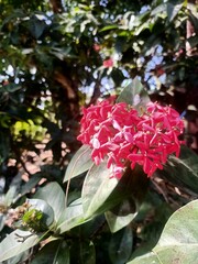 Red Ixora Flower Cluster