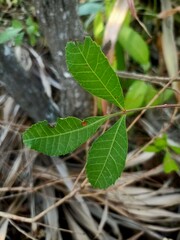 Close-up of a Green Leaf