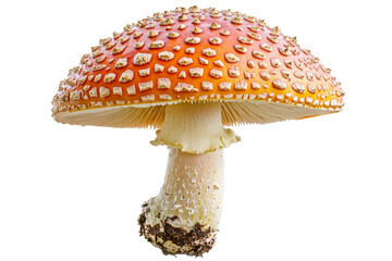 Obraz premium Vibrant Red Mushroom with Spotted Cap and White Stem on Transparent Background