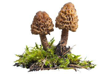 Unique Morchella Mushrooms Growing on Lush Green Moss in Natural Habitat