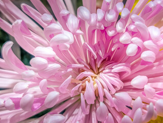 クローズアップ菊の花