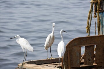 Three egrets perched on a boat, allowing for easy comparison and identification. Featuring a Little Egret, an Intermediate Egret, and a Great Egret, highlighting differences in size, plumage, and beak