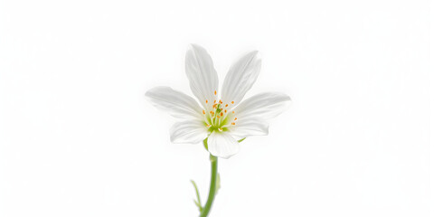 Fototapeta premium white flower isolated on transparent background cutout