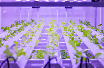 Indoor farm system raised plants on shelves growth with led light
