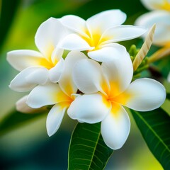 Fototapeta premium Lush White Frangipani Blossoms Enhance Tropical Garden Beauty and Spa Ambiance.