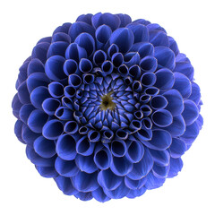 Close up photo of blue dahlia transparent background flower blossom nature isolated view png