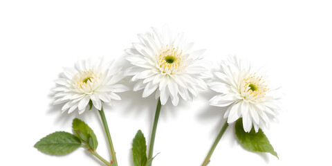 Obraz premium Three white flowers against white background