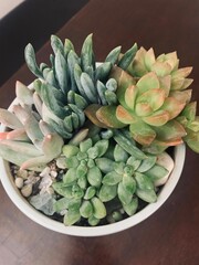 Succulent Garden Arranged in a Pot