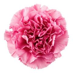 Close-up pink carnation isolated flower on transparent background nature photography