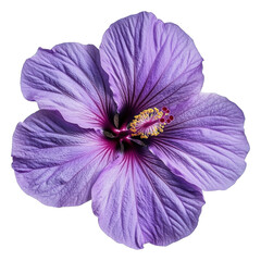 Naklejka premium Close up of purple hibiscus flower png transparent background blooming beauty