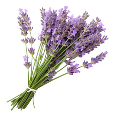 Obraz premium Fresh Lavender Bouquet Aromatic and Beautiful flower isolated on transparent background