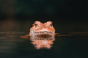 Obraz premium A small crocodile is swimming in the water