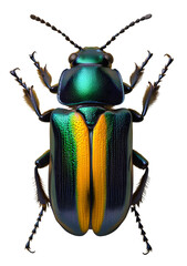 Ultra-Detailed Megaloxantha Bicolor Luzonica Beetle Macro Shot - PNG