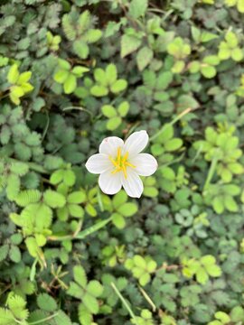 River lily flower, Zephyranthes candida. Very interesting in gardening due to its ornamental value and flowering time. In lawns, flower beds, borders, forming dense masses of flowers.
