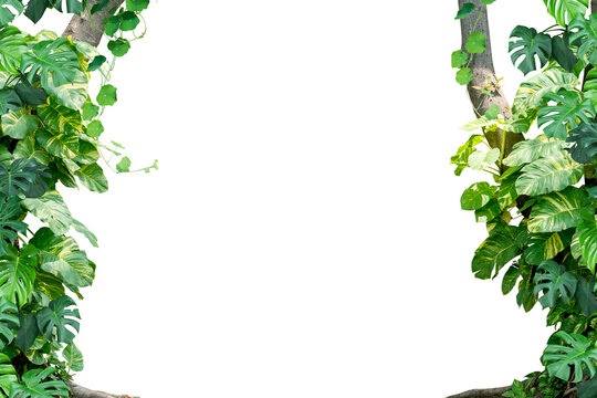 tree plant frame isolated