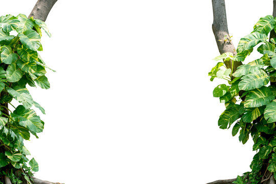 tree plant frame isolated