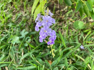 Duranta erecta, Tala blanco is a shrub of the Verbenaceae family, distributed from Mexico to South America and the Antilles. It is widely cultivated as an ornamental plant in tropical and subtropical.