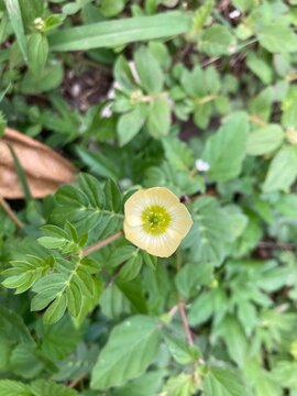 Flower of the Kallstroemia Maxima Plant. Native to North and Central America, Kallstroemia maxima thrives in arid lands. Its golden petals defy drought, blooming under the scorching sun.