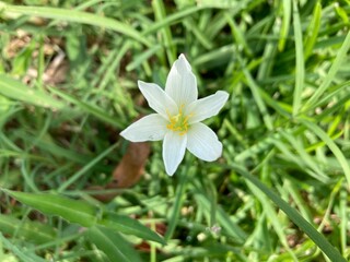 ZephyranthZephyranthes candida, known as river lily. This vigorous species reaches a height of 15 cm. The white, cupped, star-shaped flowers, 5 cm wide, sprout singly on the thin scapes in summer.