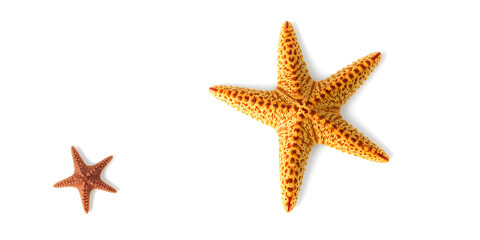 Marine life and sea creatures concept with a starfish isolated on white background with a clip path cutout