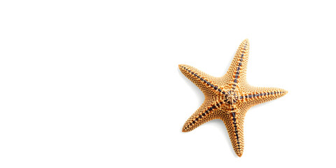 Marine life and sea creatures concept with a starfish isolated on white background with a clip path cutout