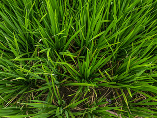 The background of the rice leaves is green in colour. Angle 45 of the rice leaves.