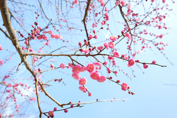 開花した梅の花