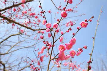 見上げる綺麗な梅の花
