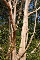 樹皮のない大きな木