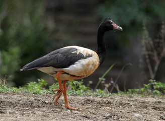 Magpie goose bird walking along a dirt path