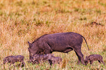 warthog in serengeti national park