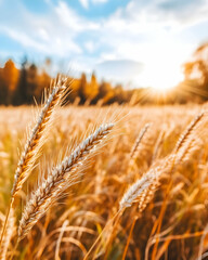 Fototapeta premium Golden wheat field sunset autumn harvest agriculture