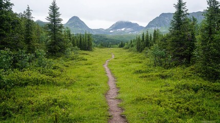 Fototapeta premium Mountain path through lush green forest. Possible hiking trail